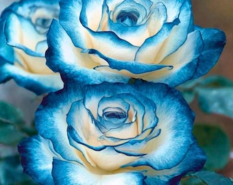 20 Sapphire Gem Rose Seeds Rosa Spp Mixed Tone Garden Flower Ornamental Rose Planting