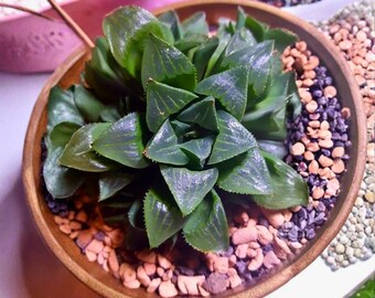 Seltene Haworthia retusa (5 cm) – Afrikanische Smaragd-Sukkulente, Mini-Zimmerpflanze, pflegeleicht