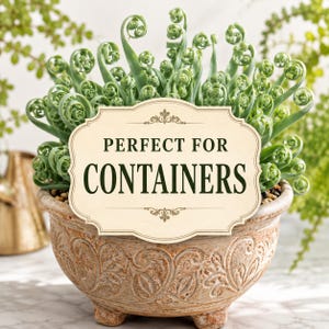 Mature Spiral Grass displayed in a beautiful terracotta or ceramic planter.
