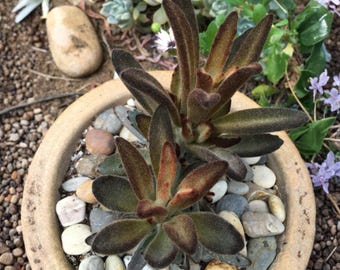 Chocolate Soldier Kalanchoe Tomentosa 4 Inch – Velvet Panda Succulent Plant, Fuzzy Plush Leaves Indoor