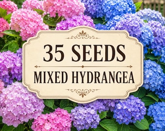 35 Mixed Hydrangea Seeds | Blue Pink Purple Perennial Garden Flowers