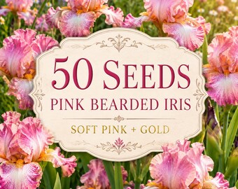 50 Pink Bearded Iris Seeds – Ruffled Bloom Potential, Gold Accents (Perennial Garden Flowers)