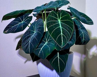 Alocasia Black Velvet (10 cm) – Juwelen-Zimmerpflanze, dunkel samtige Blätter, seltene tropische Zimmerpflanze