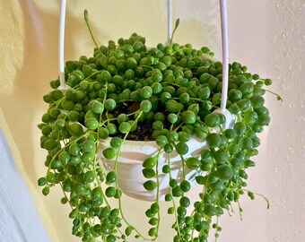 Chaîne de perles 5 cm - Senecio rowleyanus succulente rampante, mini plante suspendue, d'intérieur