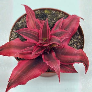 Cryptanthus Bivittatus 2 Inch – Earth Star Bromeliad Mini Pixie Plant, Tiny Tropical Houseplant