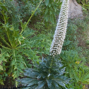 May include: A tall, flowering plant with a dense, white, cylindrical flower spike. The plant has large, green, textured leaves at its base and is surrounded by other green foliage and a rocky background.