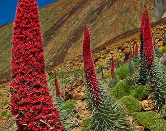 Echium Wildpretii Red