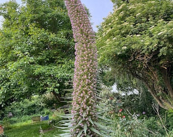 Echium Pininana Rosa - 4 Meter hoher Blütenstand -