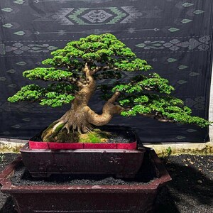 Puede incluir: Un bonsái con un tronco marrón grueso y texturizado y un follaje verde denso y en capas. El árbol está plantado en una maceta rectangular de cerámica marrón oscuro con un borde rojo, dentro de un recipiente de cerámica más grande.