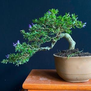 Desmodium Bluebell Semi Cascade Bonsay Tree Specimen | For Home Decor