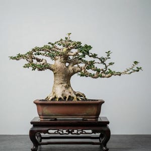 Pode incluir: Um bonsai com um tronco grosso, texturizado e de cor clara, com ramos horizontais espalhados cobertos por pequenas folhas verdes. A árvore está plantada num vaso retangular de cerâmica castanho-avermelhado sobre um suporte de madeira escura.