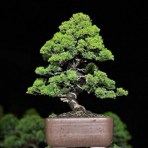 Op de afbeelding: Een miniatuur bonsai met dicht, levendig groen blad en een gebogen, getextureerde donkerbruine stam. De boom is gevormd met zilverkleurig vormdraad en staat in een rechthoekige, matbruine keramische pot met subtiele gegraveerde details.
