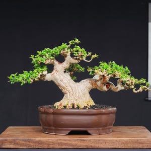 Puede incluir: Un árbol bonsái con un tronco grueso, texturizado y de color claro, con múltiples ramas cubiertas de pequeñas hojas de color verde vibrante. El árbol está plantado en una maceta de cerámica marrón de forma ovalada con tierra oscura.