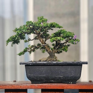 Árvore Bonsai Desmodium Blue Bell Viva de Tamanho Pequeno