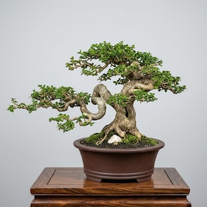 May include: A bonsai tree with a thick, textured, light brown trunk and winding branches covered in small, vibrant green leaves. The tree is planted in a dark brown, oval-shaped ceramic pot filled with dark soil, green moss, and a small white stone.