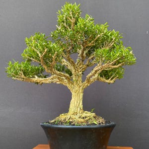 May include: A bonsai tree with a thick, textured, light tan trunk and branches, featuring dense clusters of small, vibrant green leaves. The tree is planted in a dark, wide, circular ceramic pot that holds the soil and exposed root base.