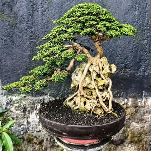 Real Pict Premna Microphylla Bonsai Tree Medium Root Over Rock