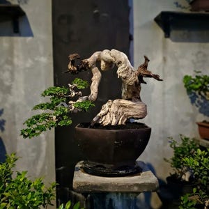 Echter Pict Premna microphylla Bonsai-Baum, mittelgroß