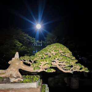 Può includere: Un bonsai con un tronco spesso di colore chiaro e un fogliame verde denso e stratificato, piantato in un vaso rettangolare. L'albero è posizionato contro un cielo notturno scuro con una luna piena luminosa visibile sopra.