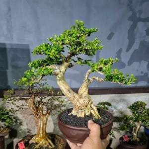 Premna Microphylla Lebender Bonsai-Baum, kleine Größe