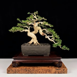 Pianta vera Premna Microphylla Bonsai con tronco diviso / Pianta viva matura