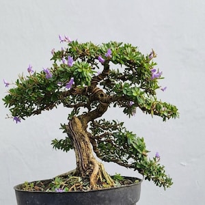 May include: A bonsai tree with a thick, textured trunk and a network of brown, twisted branches. The tree has small, green leaves and delicate purple flowers. It is planted in a black pot against a white background.