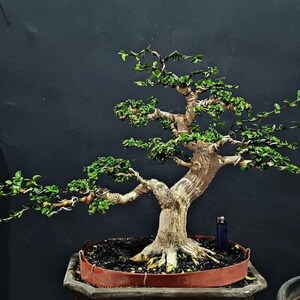 Vero Pict Premna Microphylla Bonsai Medio