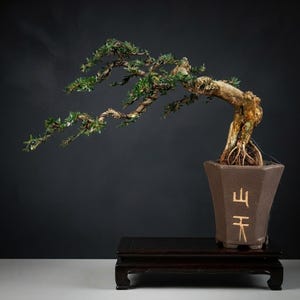 May include: A bonsai tree with a thick, textured trunk and long, sweeping branches covered in small green leaves. The tree is planted in a tall, hexagonal brown ceramic pot featuring light-colored Chinese characters on the front side.