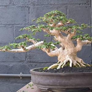 Echte Pict Premna Microphylla Bonsaiboom Medium