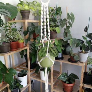 Peut inclure: Un macramé blanc suspendu à un crochet métallique supporte un pot en céramique vert contenant une plante verte. Des étagères en bois présentent diverses plantes en pot, créant une scène de jardin intérieur luxuriante et lumineuse.
