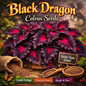 Puede incluir: Imagen de semillas de Coleo Dragón Negro. La planta tiene hojas de color púrpura oscuro con vetas de color rojo brillante. Una bolsa de arpillera y un cuenco de madera contienen semillas. Un pequeño letrero dice "Grow Your Own!" con pancartas que dicen "Exotic Foliage", "Easy to Grow" y "Shade & Sun".