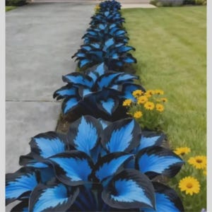 Puede incluir: Una hilera de vibrantes plantas de hosta azules y negras con detalles azules, bordeando un camino. Flores amarillas se intercalan a lo largo del borde del césped verde, creando un contraste colorido. Las plantas están en plena floración.