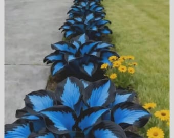 Hostabollen voor opplant Vaste plant Schaduw Tuinrand Bladplanten Buiten Winterhard Decoratief