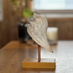 May include: A decorative seashell sculpture. The off-white shell is mounted on a gold-coloured rectangular base with a thin, gold-coloured metal rod. The shell has a textured surface and is displayed on a wooden table.