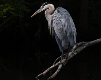 Blauwe reiger Fine Art Print – natuurfotografie in het wild, serene weerspiegeling