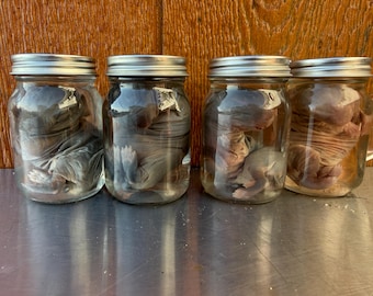 May include: Four clear glass mason jars with silver metal lids, each containing a preserved, hairless, small animal specimen submerged in liquid. The jars are arranged in a row, displaying the anatomical forms of the specimens within the glass.
