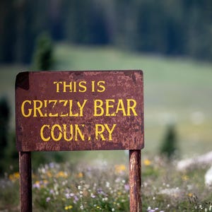 May include: A weathered brown sign with yellow lettering reads "THIS IS GRIZZLY BEAR COUNTRY." The sign is mounted on wooden posts and set against a blurred backdrop of a green landscape and a few trees.