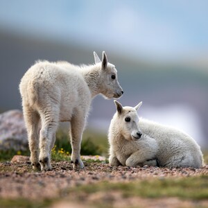 11x14 Mountain Goats Beartooth Pass Wildlife Photography Fine Art Print