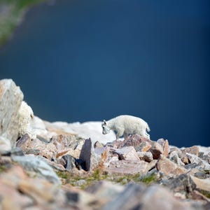 May include: A white mountain goat walks across a rocky terrain with a deep blue lake in the background. The goat is small and fluffy, with a light-colored coat. The rocks are various shades of brown and gray.