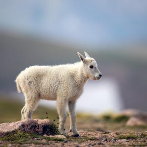 May include: A young mountain goat with white fur stands on a rocky hillside. The goat has small horns and is looking to the right. The background is a blurred view of a mountain range under a cloudy sky.