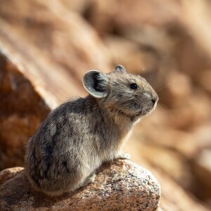 May include: A small, gray pika sits atop a rock, its ears perked up. The animal is in profile, facing right, with a blurred background of brown rocks. The pika's fur is a mix of gray and brown, and its eyes are dark.