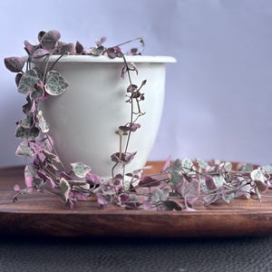 Variegated String of Hearts Cutting – Trailing Indoor Plant 5 nodes