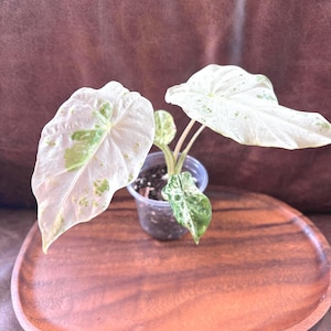May include: A potted Alocasia plant with large, variegated leaves in shades of white and green sits on a wooden tray. The plant is in a clear plastic pot, and the tray has a smooth, rounded shape.