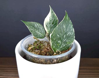 Hoya Madara Snow Angel *ROOTED* - Etsy