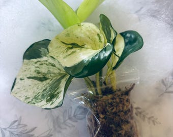 Replacement Cutting + Bonus cuttings