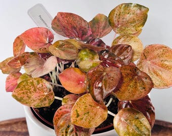 Peperomia Carnival Cutting – Colorful Ripple Plant Cutting