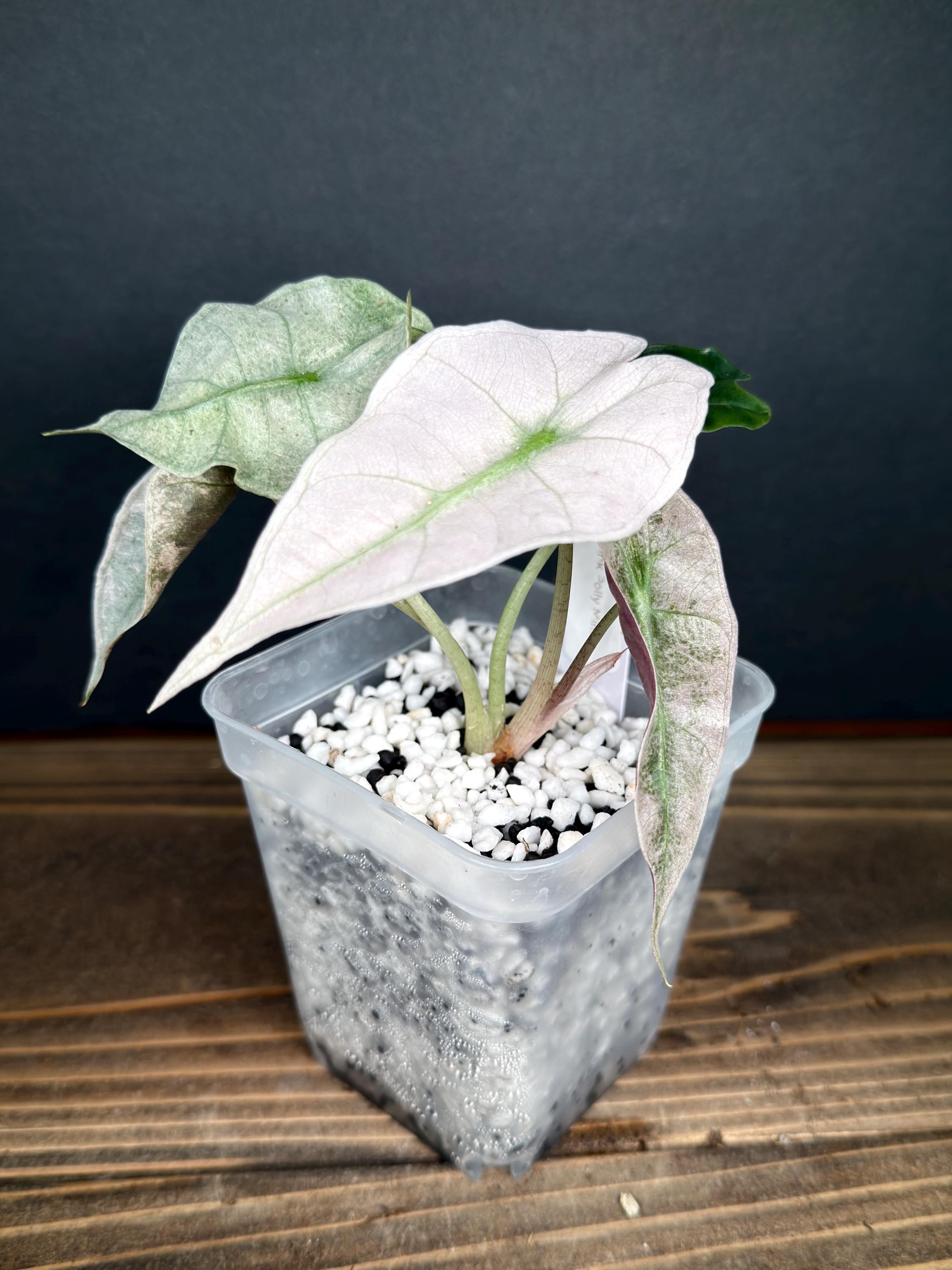Alocasia Cuprea Pink Mint - Etsy