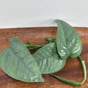 May include: Close-up of several silvery-green leaves with prominent veining, arranged on a wooden surface. The leaves have a heart-like shape and are part of a plant, possibly for indoor decor or gardening.