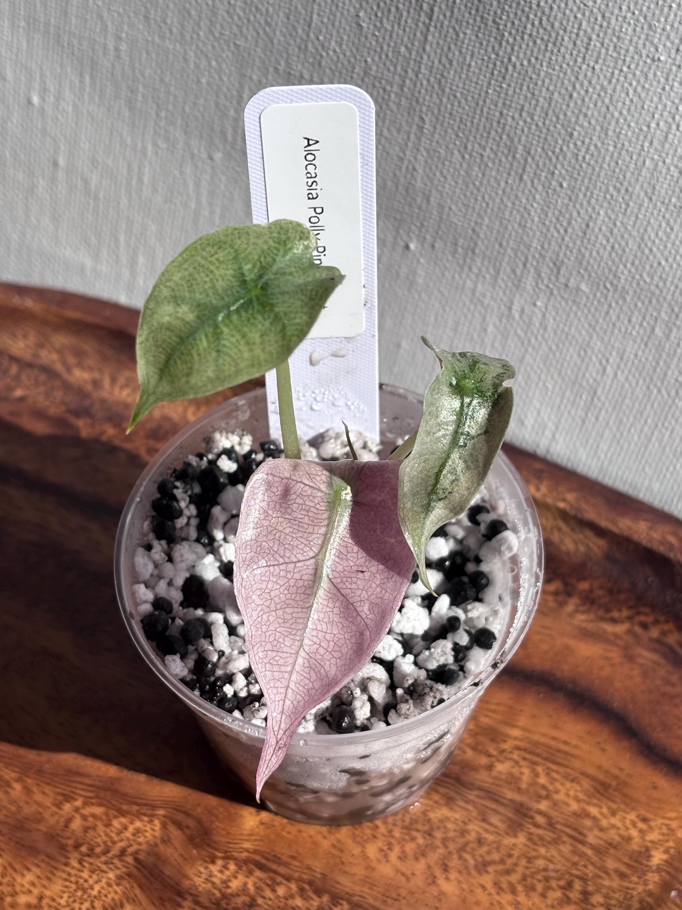 oxalis triangularis variegata Oxalis Triangularis Variegated – Rare Tropical Plants Canada main image 0