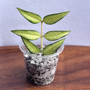 Hoya Bella Inner Variegated “Luis Bois” 3 Node Cutting